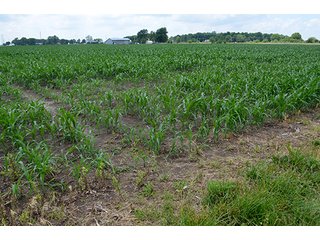 Property photo 139 - LAND AUCTION - 700+/- ACRES OFFERED IN 16 TRACTS IN ALLEN COUNTY, INDIANA